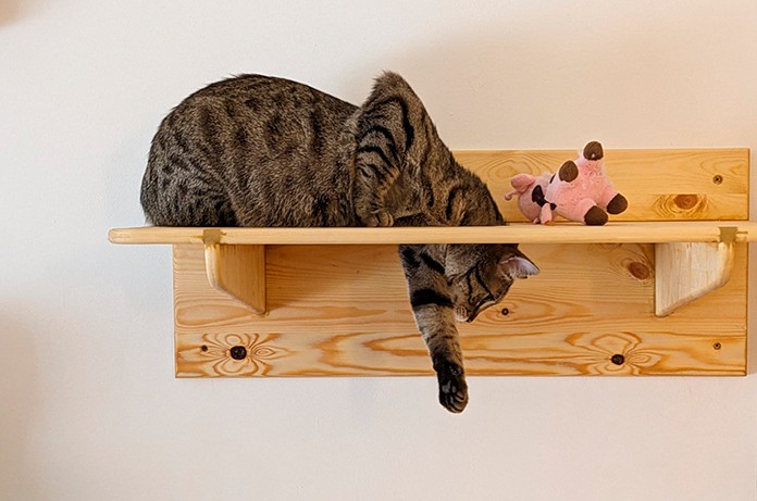 Un gato en una estantería