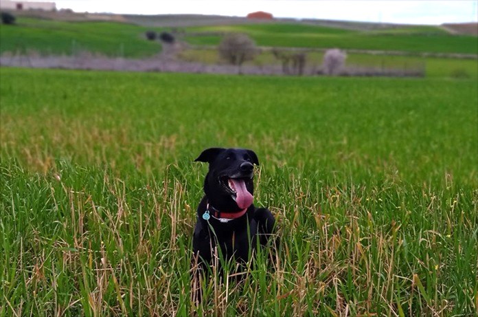 Un perro negro sobre un prado verde