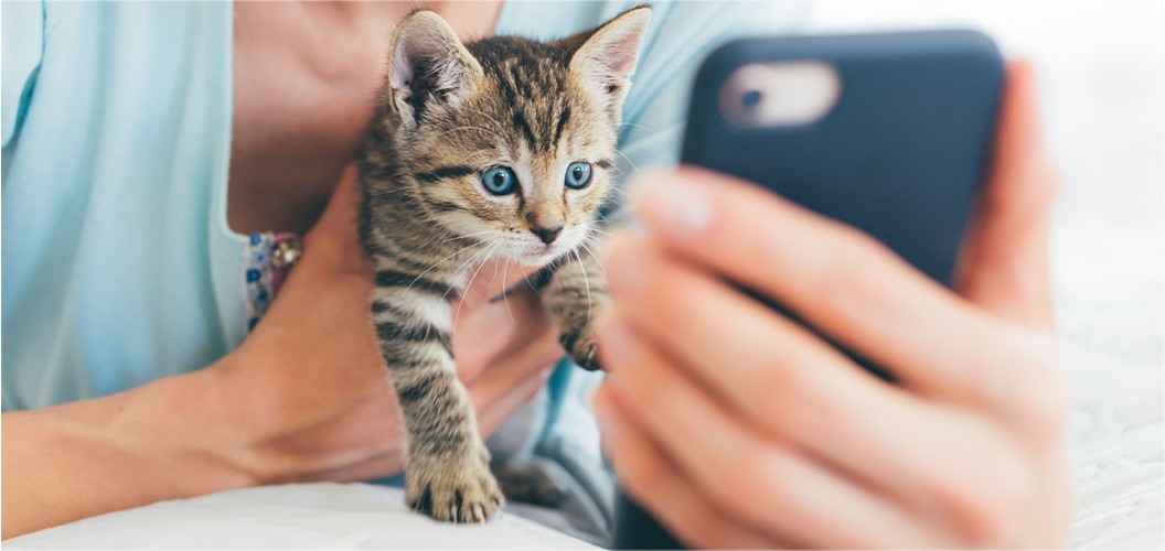 Información sobre seguro de mascotas para gatos - FAQ