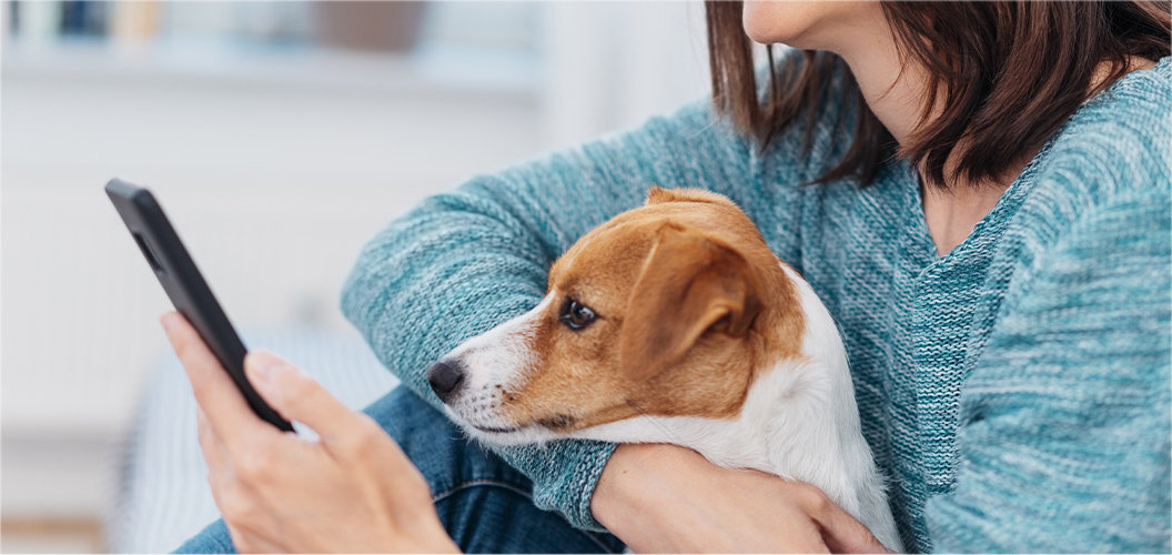 Información sobre seguro de mascotas para perros - FAQ