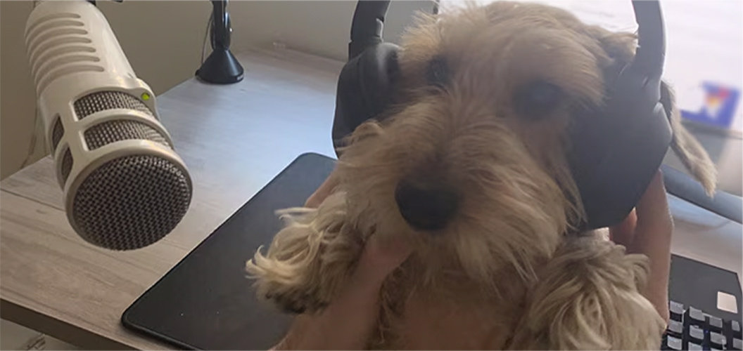 Información sobre seguro de mascotas - FAQ