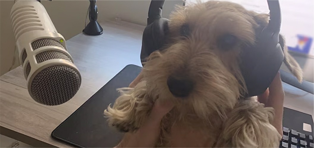 Información sobre seguro de mascotas - FAQ